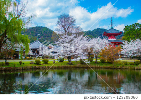 【京都風光】大覺寺~大澤池櫻花盛開 【京都風光】大覺寺~大澤池櫻花盛開 125209060