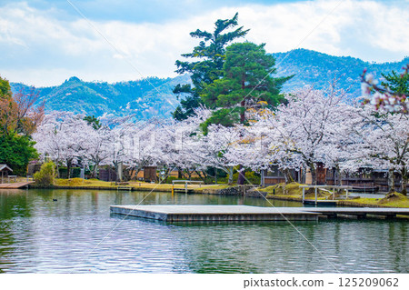 [Kyoto Scenery] Daikakuji Temple - The area around Osawa Pond is covered in cherry blossoms 125209062