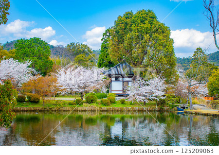 [Kyoto Scenery] Daikakuji Temple - The area around Osawa Pond is covered in cherry blossoms 125209063