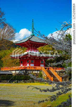 [Kyoto Scenery] Daikakuji Temple - The area around Osawa Pond is covered in cherry blossoms 125209064