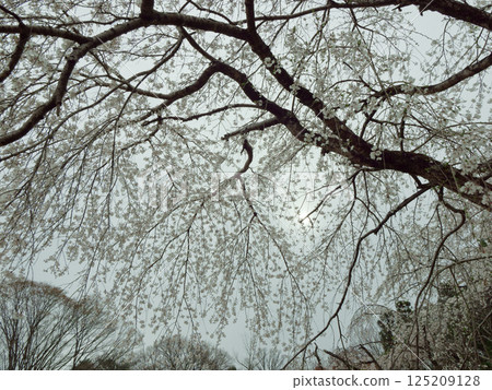 江戶彼岸櫻花的品種 125209128