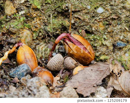Acorn germination Fagaceae Quercus serrata 125209179