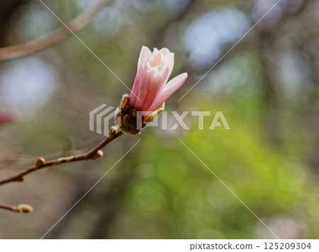 日本特有的木蘭科植物開花 125209304