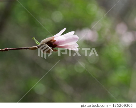 日本特有的木蘭科植物開花 125209305