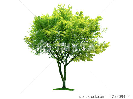 一棵有著鮮綠葉子的樹——用於建築透視圖和立面圖的樹木配件 一棵有著鮮綠葉子的樹——用於建築透視圖和立面圖的樹木配件 125209464