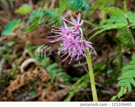 本土多年生植物黑種草科 Shoujobakama 125209465