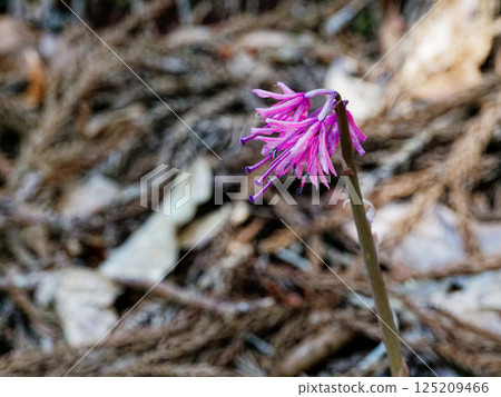 本土多年生植物黑種草科 Shoujobakama 本土多年生植物黑種草科 Shoujobakama 125209466