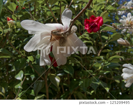 Flowering of the Magnoliaceae tree, endemic to Japan 125209495