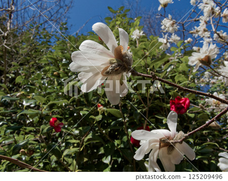 日本特有的木蘭科植物開花 125209496
