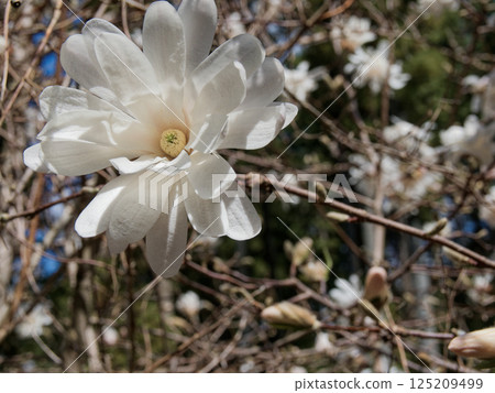 Flowering of the Magnoliaceae tree, endemic to Japan Flowering of the Magnoliaceae tree, endemic to Japan 125209499
