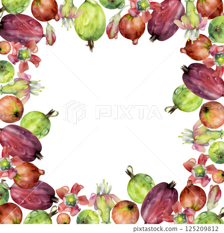 Gooseberry garden Currant berries, flowers in water dew drops hand drawn in watercolor. Isolated square border frame illustration. Home preserves, recipe book, cafe menu, stationery, food store decor Gooseberry garden Currant berries, flowers in water dew drops hand drawn in watercolor. Isolated square border frame illustration. Home preserves, recipe book, cafe menu, stationery, food store decor 125209812