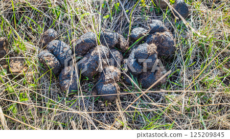 Horse dung or manure on grass showing natural wildlife presence in meadow 125209845