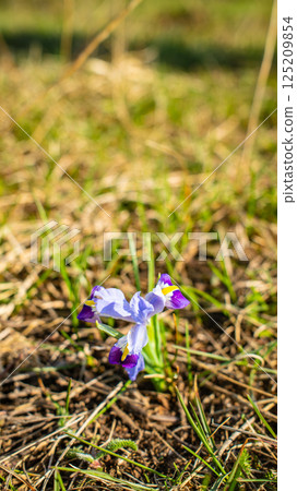 Purple Iris Flower Blooming in Wild Meadow 125209854