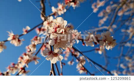 White Cherry Blossoms in Full Spring Bloom Against Deep Blue Cloudless Sky 125209861