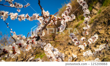 White Apricot Blossoms with Red Buds Blooming 125209868