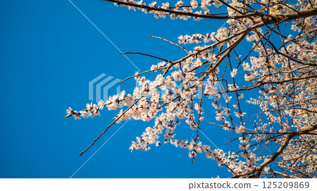 White Apricot Blossoms with Red Buds Blooming 125209869