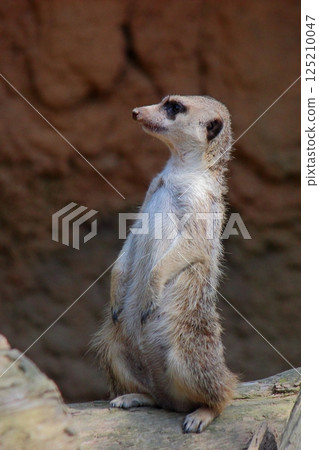 Itouzu no Mori Park "Meerkat" Itouzu no Mori Park "Meerkat" 125210047