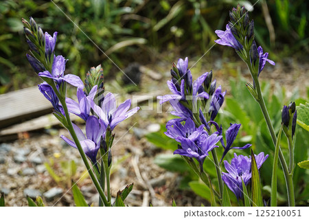 Spring April Purple flowers of Babiana blooming 125210051
