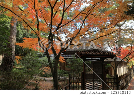 栗林公園的紅葉（12月初，日暮亭） 125210113