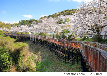 [Nagasaki Prefecture] Cherry blossoms in full bloom and the Saikaibashi Park Walk Deck (Harioseto) 125210266
