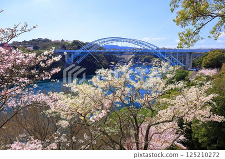 [長崎縣] 櫻花盛開與新西海大橋（Harioseto） 125210272