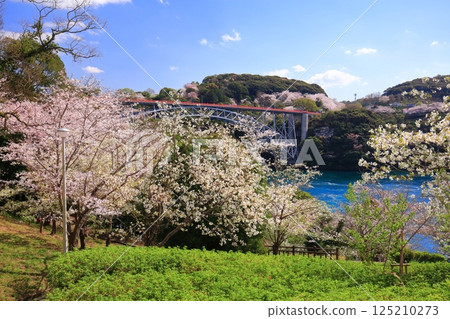 [Nagasaki Prefecture] Cherry blossoms in full bloom and Saikai Bridge (Harioseto) 125210273