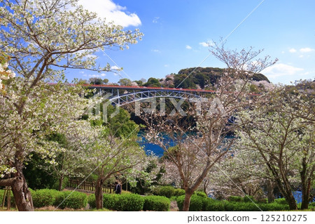 [長崎縣] 櫻花盛開和西海大橋（Harioseto） 125210275