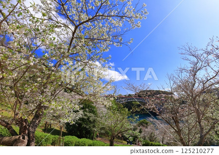 [長崎縣] 櫻花盛開和西海大橋（Harioseto） 125210277