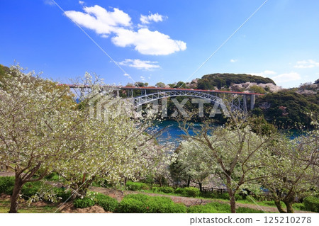 [長崎縣] 櫻花盛開和西海大橋（Harioseto） 125210278