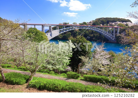 [Nagasaki Prefecture] Cherry blossoms in full bloom and Saikai Bridge (Harioseto) 125210282