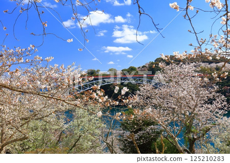 [Nagasaki Prefecture] Cherry blossoms in full bloom and Saikai Bridge (Harioseto) 125210283