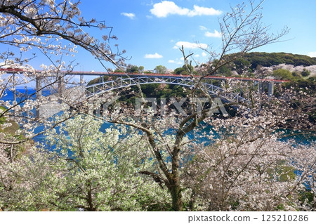 [Nagasaki Prefecture] Cherry blossoms in full bloom and Saikai Bridge (Harioseto) 125210286