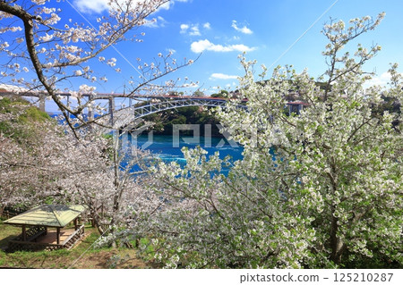 [Nagasaki Prefecture] Cherry blossoms in full bloom and Saikai Bridge (Harioseto) 125210287