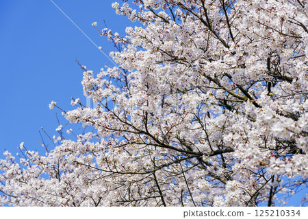 Spring image: close-up of cherry blossoms Spring image: close-up of cherry blossoms 125210334