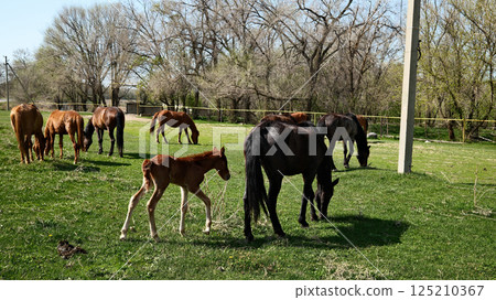 Horses grazing in meadow pasture with trees in background 125210367