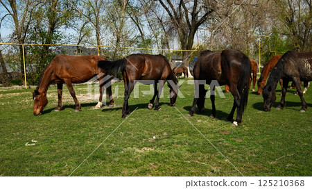 Horses grazing in meadow pasture with trees in background 125210368