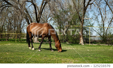 Horse grazing in meadow pasture with trees in background Horse grazing in meadow pasture with trees in background 125210370