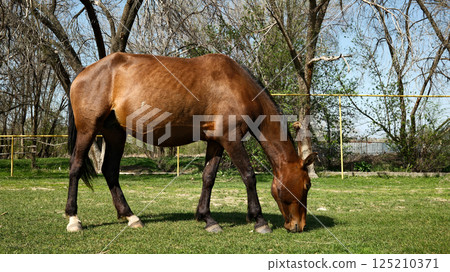 Horse grazing in meadow pasture with trees in background 125210371