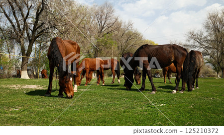 Horses grazing in meadow pasture with trees in background 125210372