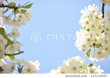 Refreshing blooming Oshima cherry blossoms 125210447