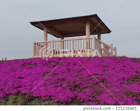 2025 苔蘚福祿考 1 2025 苔蘚福祿考 1 125210465