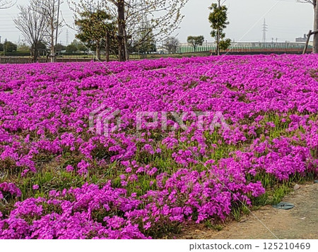 2025 Moss Phlox 5 125210469