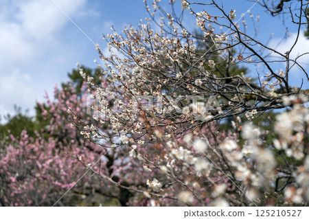 Image of early spring: Close-up of plum blossoms Image of early spring: Close-up of plum blossoms 125210527