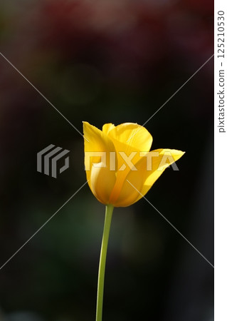 One yellow tulip on a black background One yellow tulip on a black background 125210530