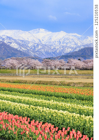 朝日船川春天四重奏 125210538