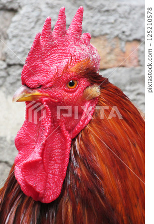 Lonely rooster expressive looks into the distance Lonely rooster expressive looks into the distance 125210578