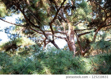 Pine tree branch in autumn with sky on the background 125210631