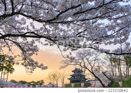 高田城公園的櫻花盛開。夜間亮燈 高田城公園的櫻花盛開。夜間亮燈 125210642