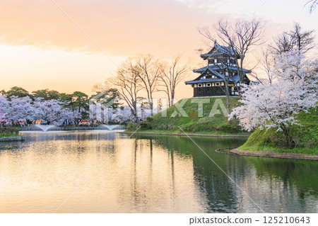 高田城公園的櫻花盛開。夜間亮燈 125210643