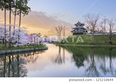 Cherry blossoms in full bloom at Takada Castle Park. Illuminated at night 125210644